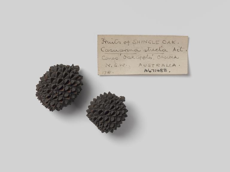 2 cones of shingle oak from New South Wales, Australian