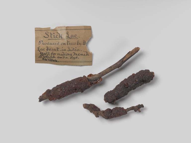 Pieces of stick-lac used for making French polish and dye