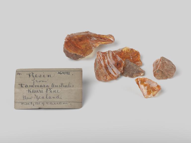 Lumps of resin from kauri pine, from New Zealand, 1871-1930