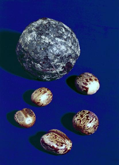 Three modern rubber seeds from Ceylon (Modern rubber seeds)