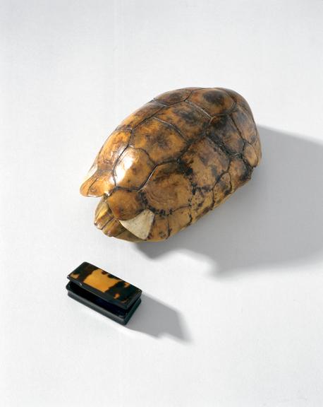 Tortoiseshell effect carapace (carapace; tortoise shell)