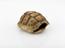 Small yellow and brown tortoise carapace used as amulet