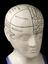 Phrenological bust by Fowler