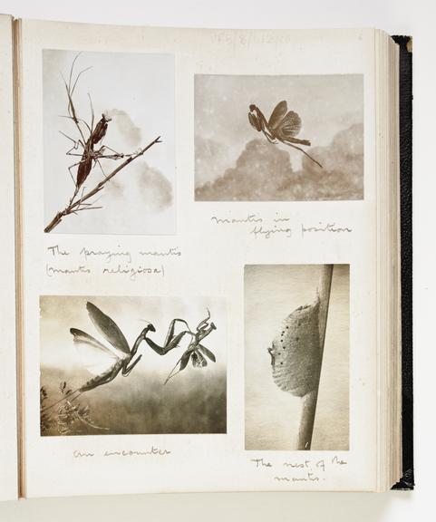 Materials relating to the nature films and photography of (Frank) Percy Smith