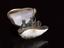 Toilet set in the form of a conch shell (toilet case)