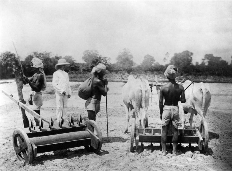 Planting and manufacturing of indigo: Sowing with drills (photographs)