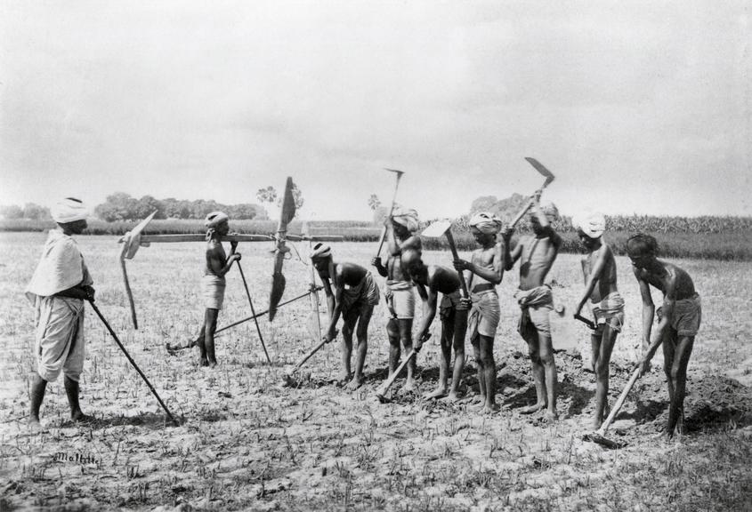 Planting and manufacturing of indigo: Tumnie (turning up lands)