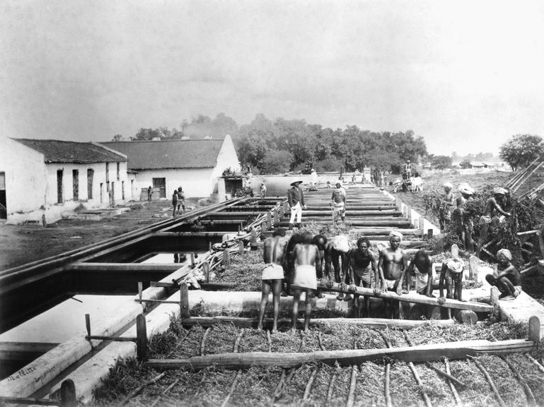 Planting and manufacturing of indigo: Indigo factory (beating the Vats)