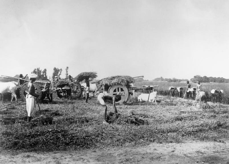 Planting and manufacturing of indigo: Cutting Indigo plant in the field and Loading Carts