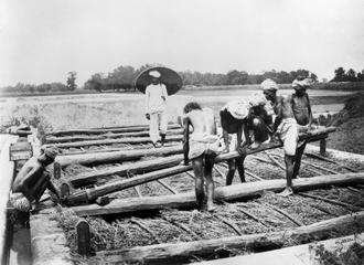 Planting and manufacturing of indigo: Loading a vat with plant