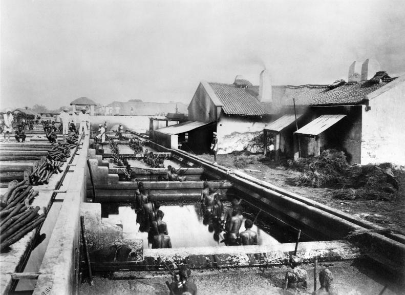 Planting and manufacturing of indigo: Indigo factory (beating the Vats)