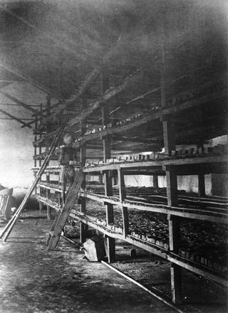 Planting and manufacturing of indigo: Drying house (Indigo cakes on Shelves)