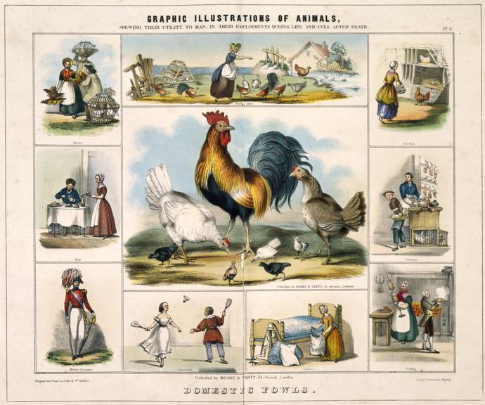 print: coloured lithograph: 'Domestic fowls' / by Benjamin