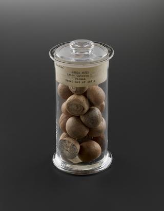 Glass specimen jar of areca nuts from India, 1891-1930