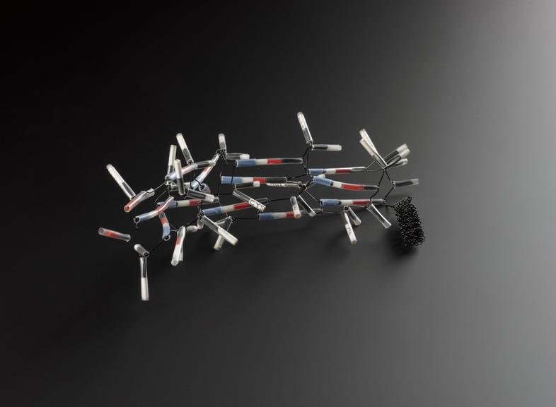 Model, of Pauling and Corey alpha-helix