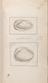 [Drawings for Lister's 'Conchology']