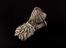 Clay tobacco pipe, stub stem variety