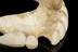 Partial upper denture, ivory, English, 1780-1860.