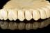 Full upper denture, ivory, probably English, 1780-1850.