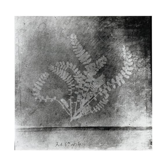 Photograph of Fern Leaf