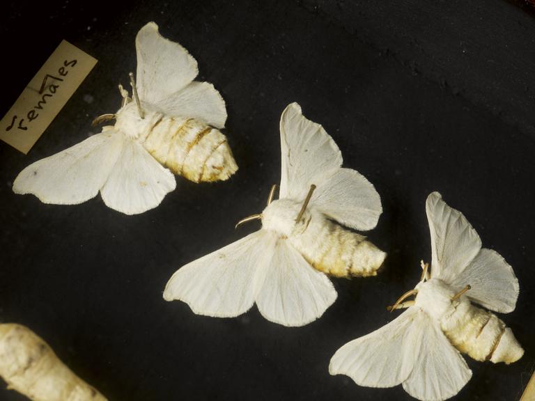 Specimens relating to the production of silk