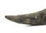 Cupping horn, gently curved, pointed tip, perforated, Ibo tribe