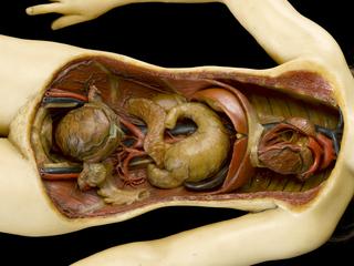 Pancreas from wax anatomical figure of reclining woman