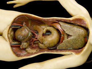 Front part of lungs from wax anatomical figure of reclining woman