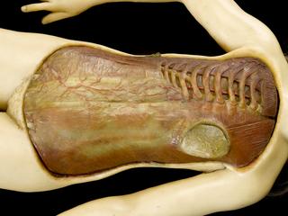 Sinew with muscle covering from wax anatomical figure