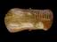 Wax anatomical figure of reclining woman
