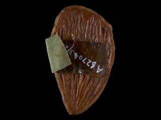 Front portion of heart from wax model of woman