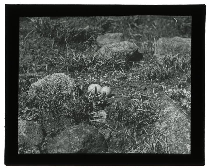 Two glass plates