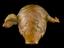 Wax anatomical figure of reclining woman