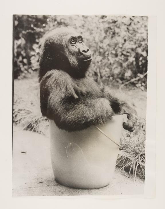 Photograph titled 'If you want me, I'm in the bucket'