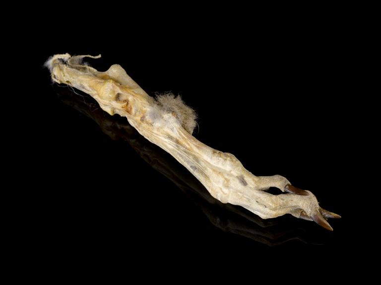 Rabbit's foot amulet | Science Museum Group Collection