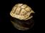 Small yellow and brown tortoise carapace used as amulet