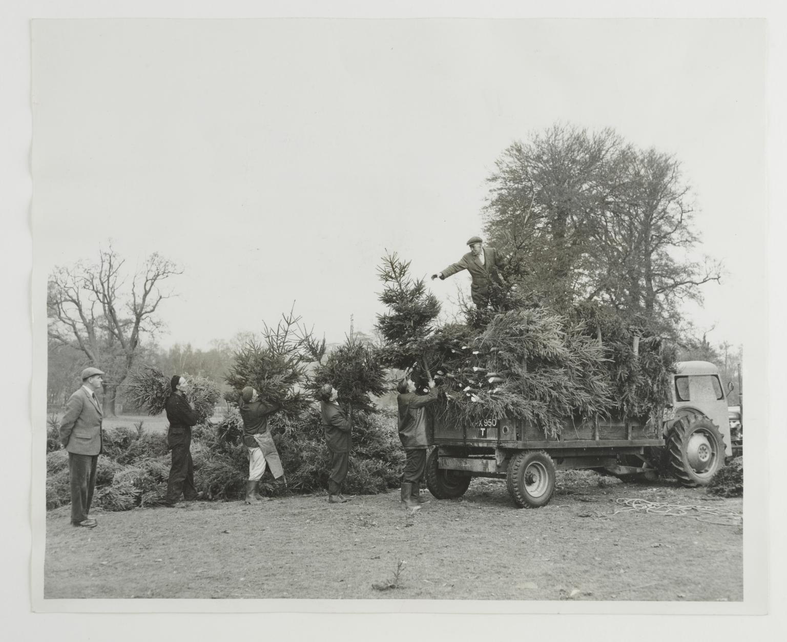 Christmas Trees from the Great Park, Windsor | Science Museum Group ...