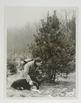 Guarding Christmas trees