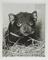 Photograph titled 'A "Tasmanian devil" at the London Zoo'.