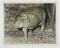 Photograph titled 'First pygmy hippo ever born at Whipsnade