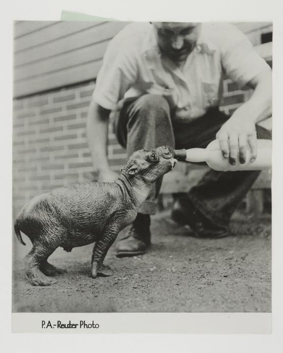 Photograph titled 'Bottle-fed hippo
