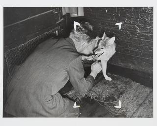 Photograph showing a zookeeper grooming a prairie wolf
