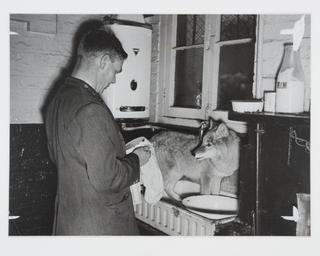 Photograph showing a zookeeper grooming a prairie wolf