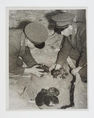 Photograph showing zookeepers collecting wolf pups from a nest at Whipsnade