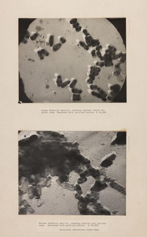 Electron micrograms of:- (a) Avian tubercle bacilli