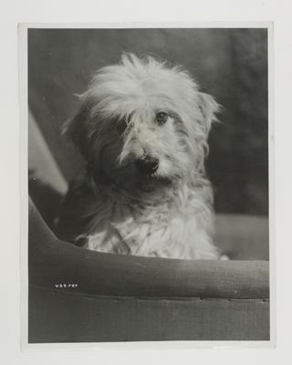 Scruffy as Patsy in Storm in a Teacup. Original caption reads: Scruffy as Patsy