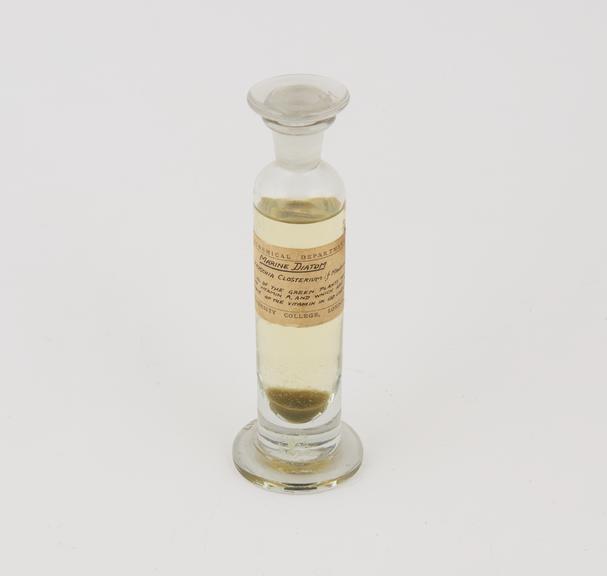 Specimen jar containing marine diatom made by Sir Jack Cecil Drummond, c.1920