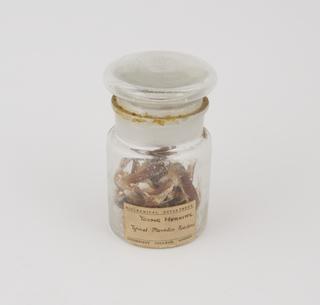 Specimen jar containing young herring made by Sir Jack Cecil Drummond, c.1920