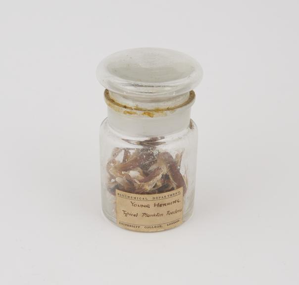 Specimen jar containing young herring made by Sir Jack Cecil Drummond, c.1920