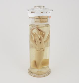 Squid in specimen jar made by Sir Jack Cecil Drummond, c.1920.